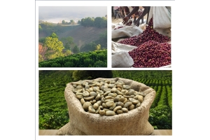 The Rise of Single-Origin Coffee